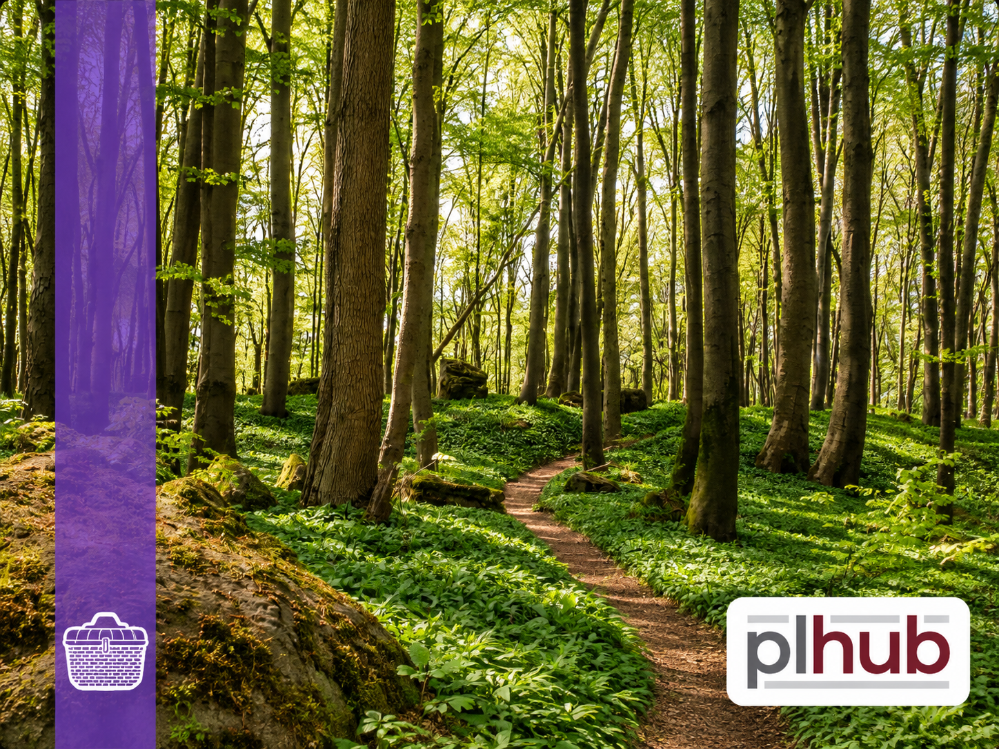 Winding forest path with purple stripe